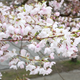 Illustration for article titled Pics from the Curbside: 2018-04-08 from Langara Gardens